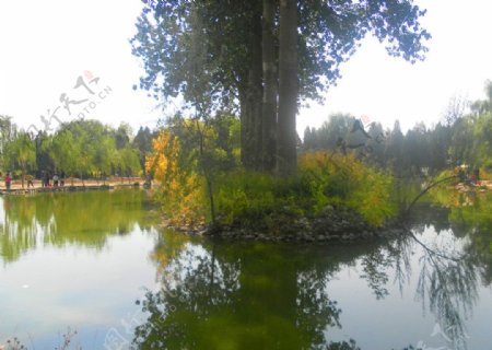 湖中的大树图片