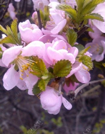 粉红花朵图片