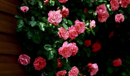 夏日蔷薇图片
