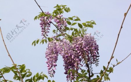 秀色迷人的紫藤花图片