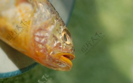 黄花鱼图片