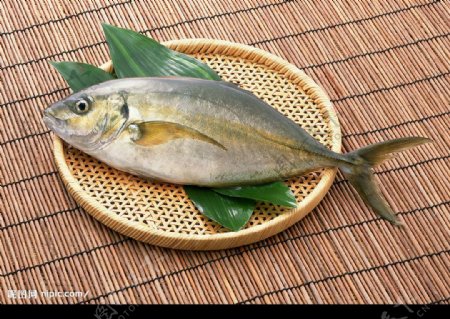 竹扁鲳鱼图片
