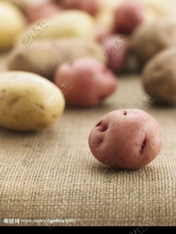 小土豆图片