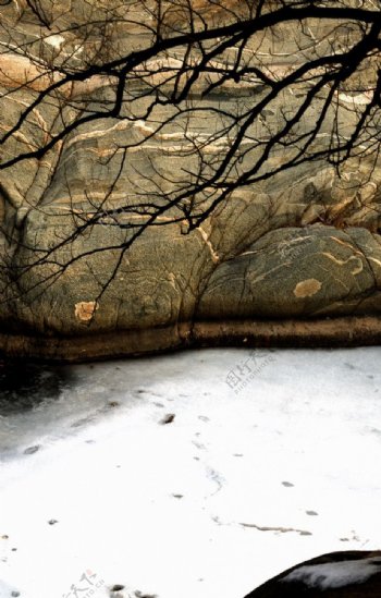 岩石冰河大树图片