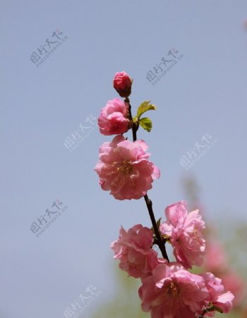 桃花正浓图片