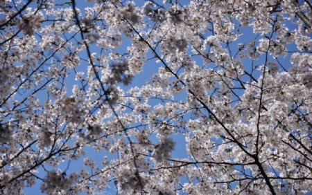 武汉大学樱花图片