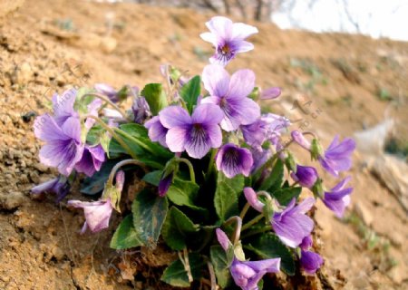 野花紫罗兰图片