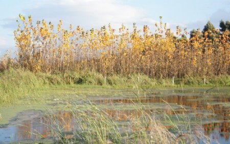湿地秋色图片