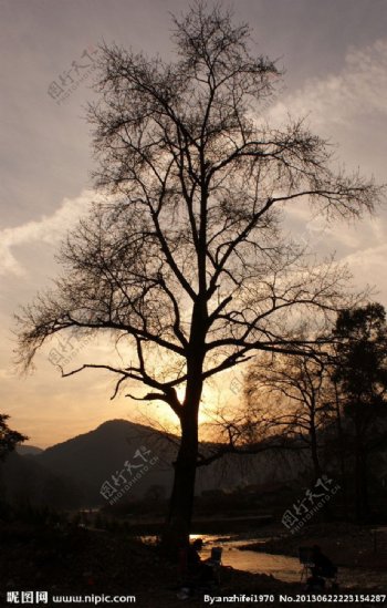 古树夕阳图片