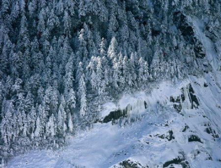 雪景森林图片