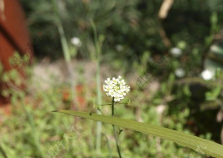 白色花草图片