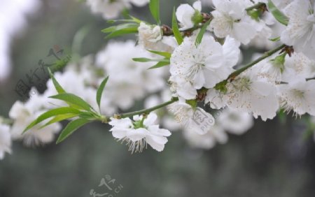 白桃花图片