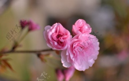 日本樱花单支图片