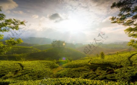 茶叶风景图片