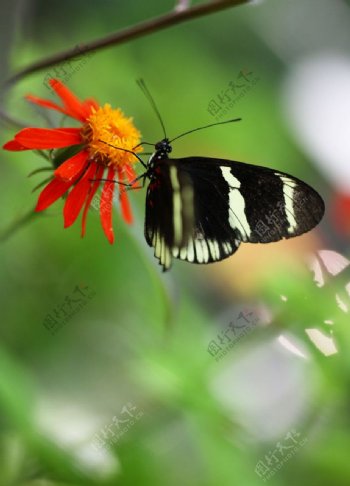 红花蝴蝶图片