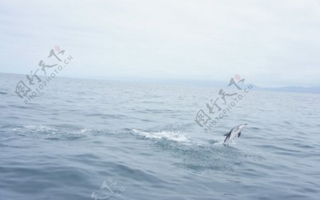 新西兰南岛之凯库拉野生海豚图片