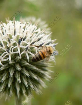 鲜花和蜜蜂图片