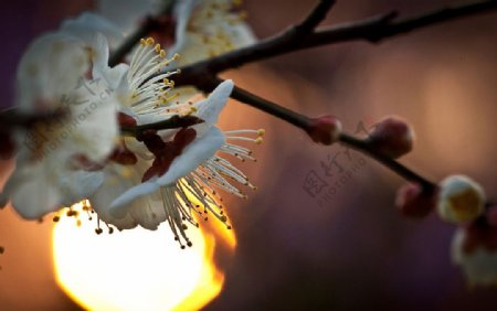 夕阳中的梅花图片