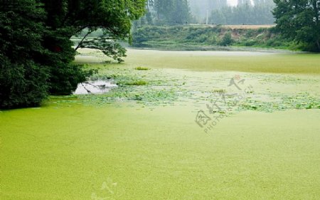 绿毯一样的湖图片