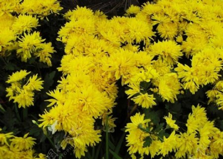 金黄色菊花丛图片