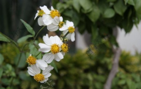 那些花儿小花图片