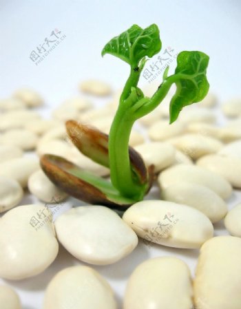 豌豆嫩芽图片