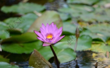池塘莲花图片