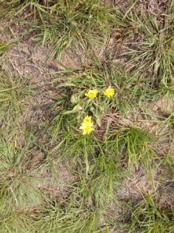 草地中的小黄花图片