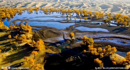 新疆沙漠与胡杨图片