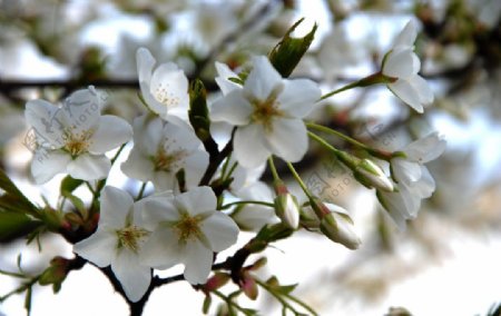 樱花的季节图片