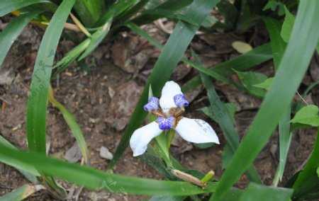 鸢尾花图片