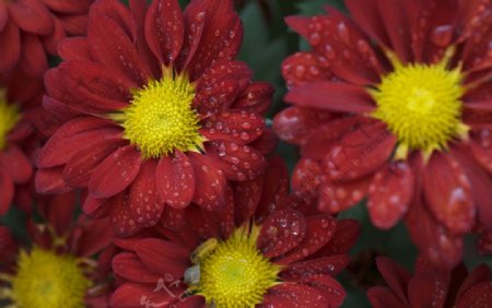 红色菊花图片