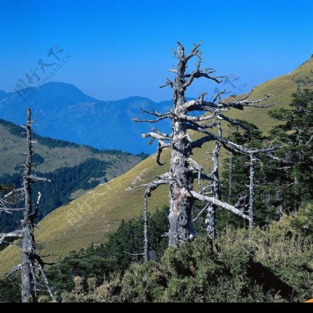 山上的枯树图片