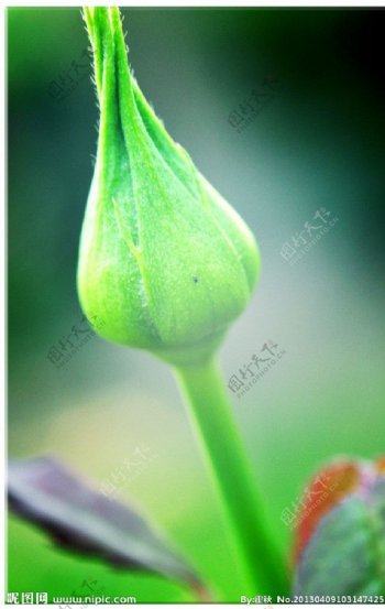 植物月季花图片