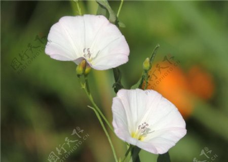 两朵牵牛花图片