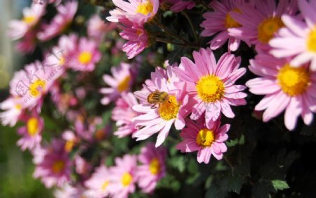 粉色菊花蜜蜂图片