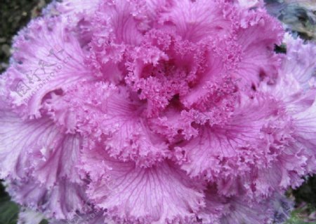 浅紫色的花朵图片