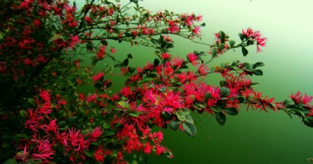 红桎木花图片