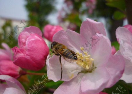 海棠花与蜜蜂图片