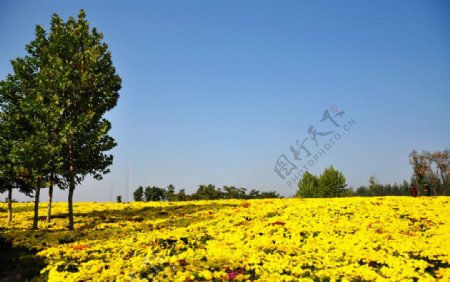 黄色菊花海图片