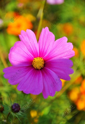 静物粉色菊花图片