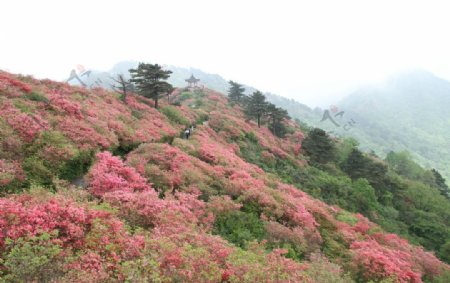 映山红图片