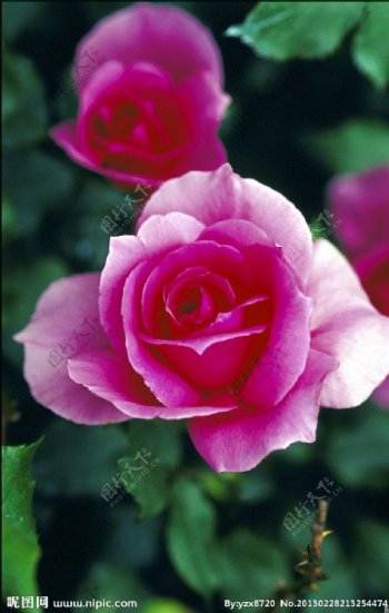 玫瑰花月季花图片