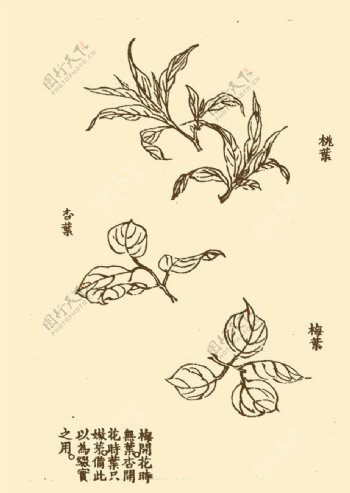 芥子园画谱花卉图片