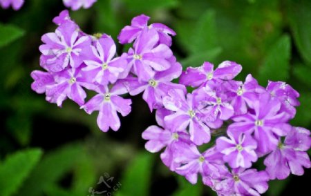 紫色花儿图片