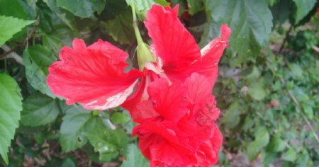 红花朵图片