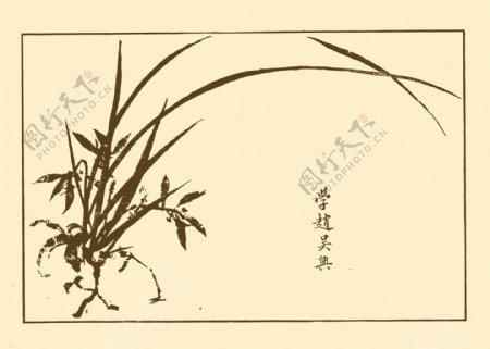 芥子园画谱兰花图片