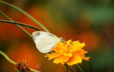 蝴蝶和花图片