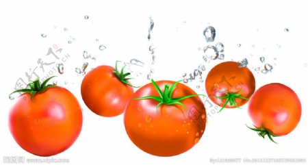 动感番茄西红柿图片