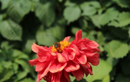 蜜蜂採蜜花朵图片